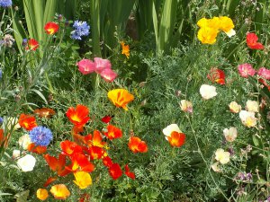 В саду мого дитинства...