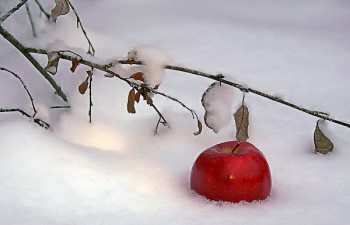 ЯБЛУЧНІ СНІГИ