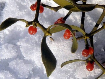 КРИЖАНІ СНИ