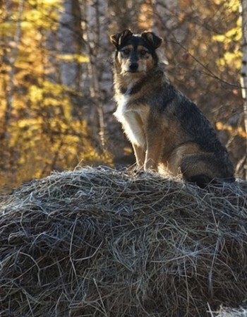 СОБАКА НА СІНІ