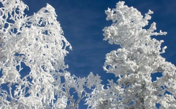 Біла печаль