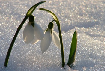 ПЕРЕДЧУТТЯ СНІЖНОЇ ІМЛИ