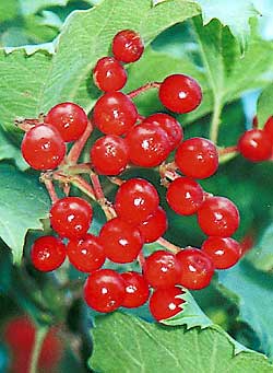 Я свій край кохаю