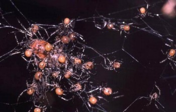 Арахнофобія