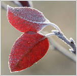 На сірому тлі непривітних небес