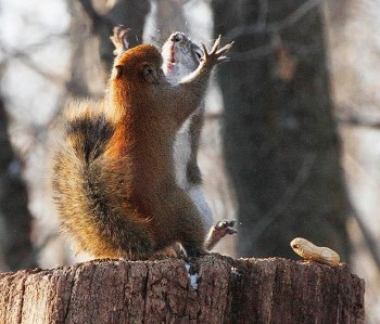 ПОЛЬКА-БІЛКА