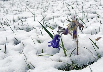 КВІТКА В СНІГУ
