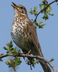 Соловей пісню співав