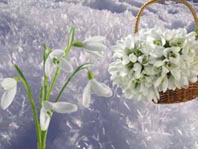 Перші проліски весняні