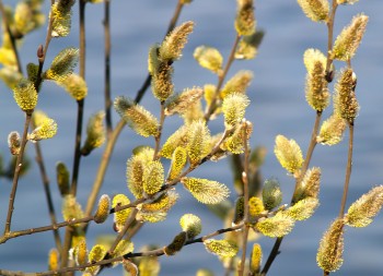 БУНТІВНА ВЕСНА