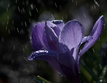 ТЕНДІТНИЙ НОКТЮРН