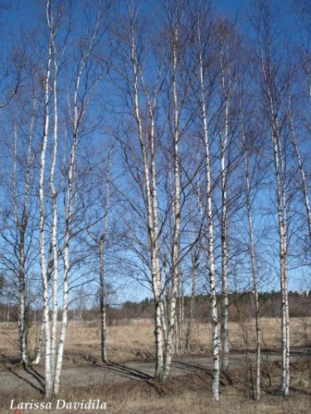 СОНЯЧНО-БЕРЕЗОВИЙ ЕТЮД