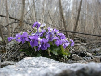 СПОВНЕНІ ЛЮБОВІ