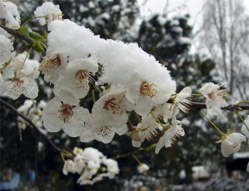 ОЙ, НЕ СНІЖИ, НЕ СНІЖИ…