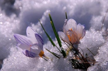 ПІСНЯ ВЕСНИ