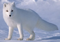 Лисова шубка