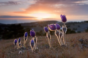 НЕПІДСУДНЕ