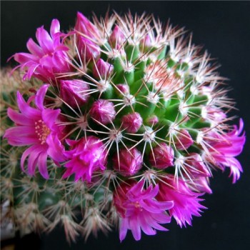 ВІТАННЯ МАРИНЦІ КАКТУС