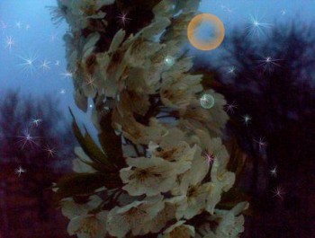 МЕДОВО-ТЕРПКИЙ СОНЕТ