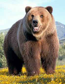 Зимова сплячка