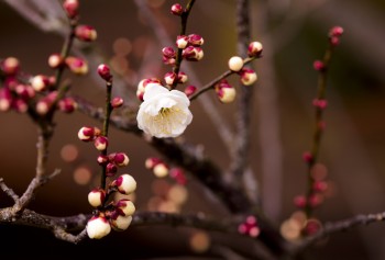 Народження квітки абрикоса