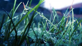 Росяний ноктюрн