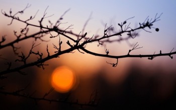 КОТИЛОСЯ СОНЕЧКО