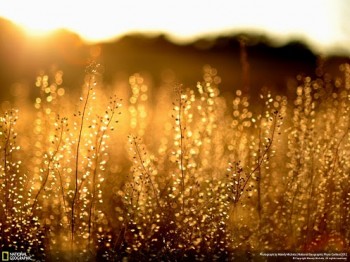 СОЛО НА ЦИТРІ