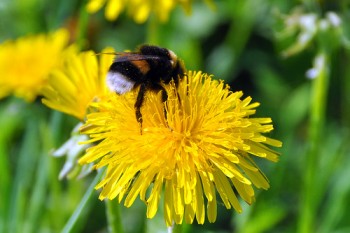 На лісовій  галявині