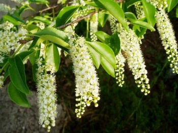 ВЕСНА-КРАСНА, НЕВИННЕ ЯНГОЛЯ