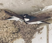 Ластів’їний суд