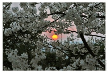 РОЗКВІТЛИ ВИШНІ...