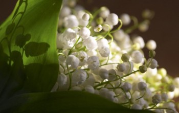 СНИ НІЧНИХ КОНВАЛІЙ