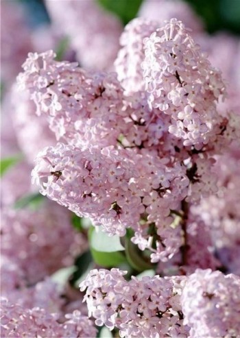 Немає бджіл