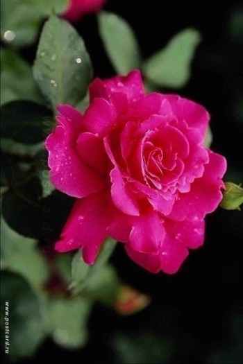 Втраченому коханню