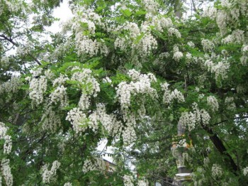 Травневий дощ