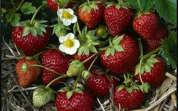 ПОЛУНИЧНІ ПЕРЕДЧУТТЯ