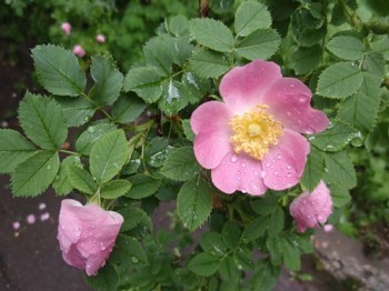 Шипшиновий дощ