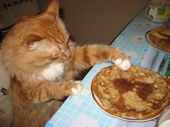 Млинчикова КотоВасія