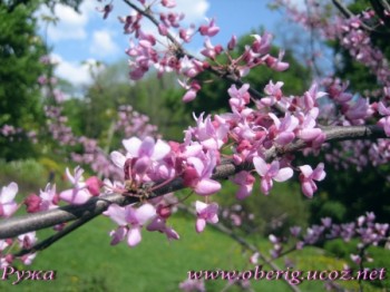 Мить весни...