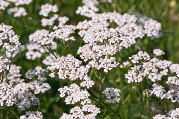 У заростях терпких деревію...
