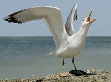 Ой летіла чаєчка