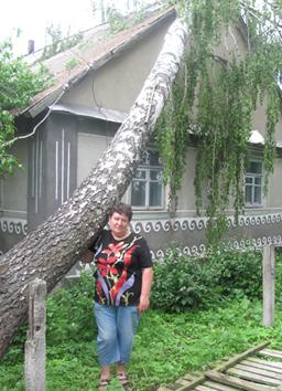 В пам`ять про берізку