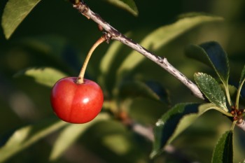 Вишнева оскома