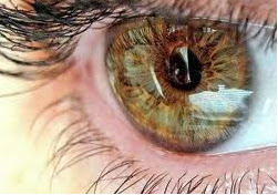 ЄДИНИЙ СИН...