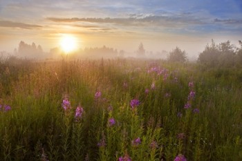 Між пахучих китиць іван-чаю