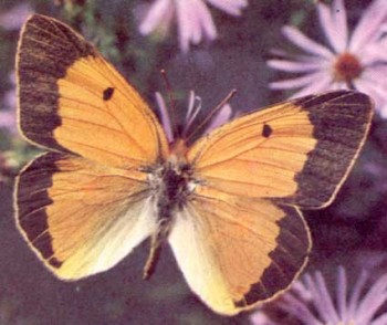 Аврорина жовтушка