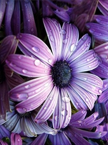 Ходімо в ліс