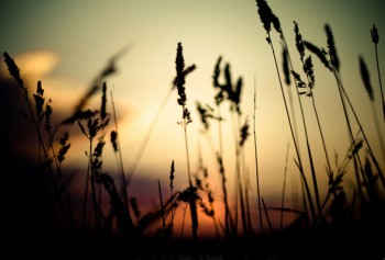 ЗА МІСЯЦЯ ЧАРУНКОМ