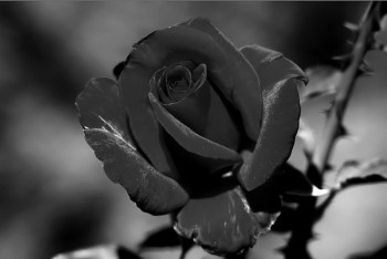 Агатові троянди